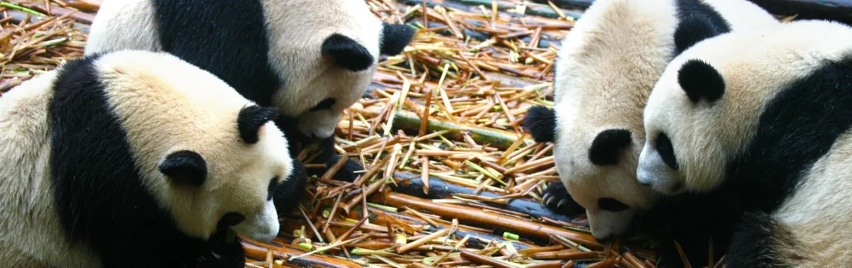 Chengdu